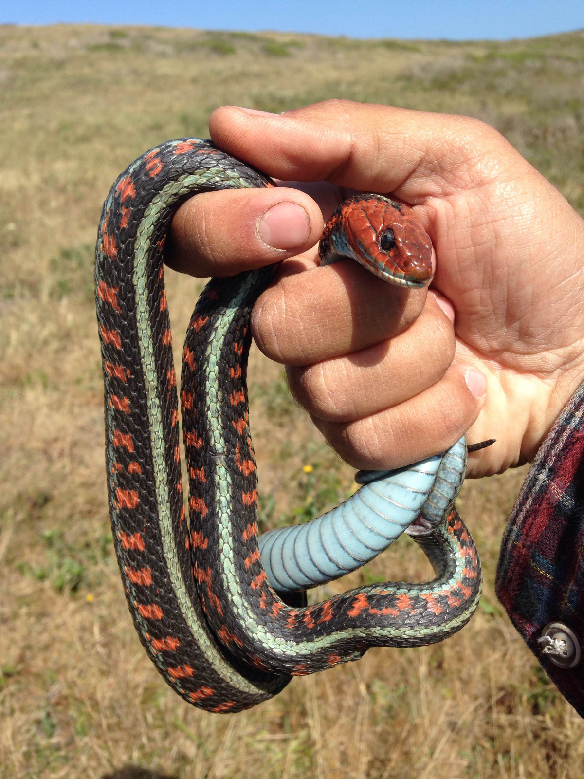 10 Thamnophis sirtalis infernalis predated RADR